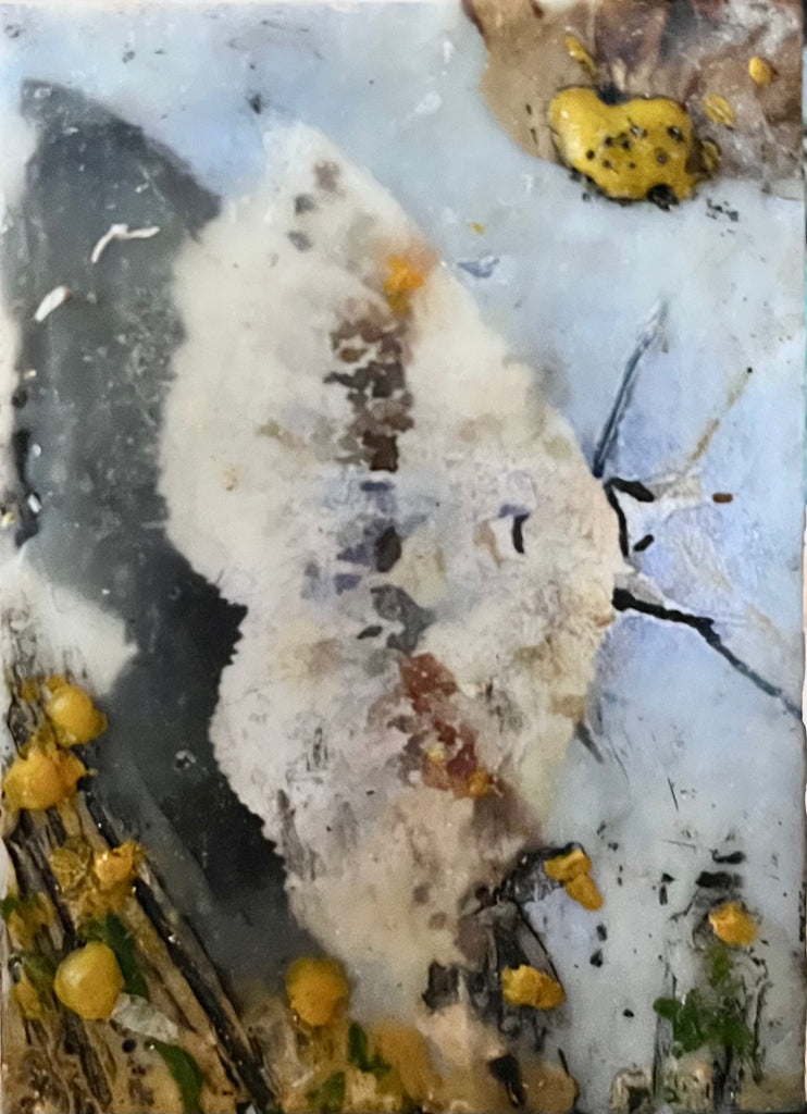 2.5 x 3.5 ATC  EA White Moth EA 10019